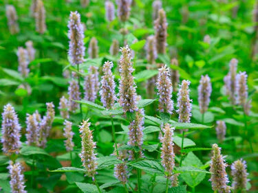 Patchouli Oil