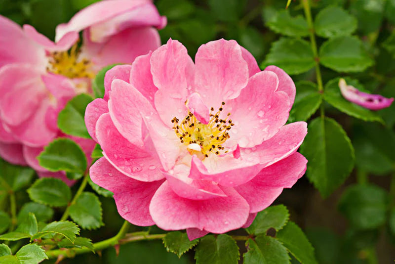 Rosehip Oil